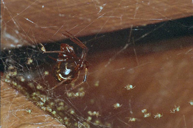 Parasteatoda_ZZ012_F0752_Z_75_Palmerstone park_Australie.jpg